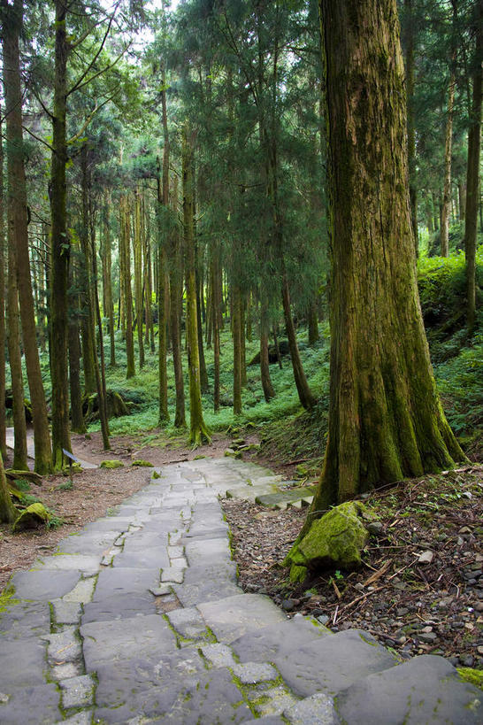 无人,竖图,室外,白天,正面,旅游,度假,草地,草坪,美景,树林,植物,道路,路,台湾,中国,亚洲,阴影,曲折,弯曲,光线,影子,景观,小路,交通,娱乐,草,树,树木,绿色,阳光,自然,享受,休闲,景色,放松,蜿蜒,生长,成长,自然风光,东亚,嘉义,阿里山国家风景区,阿里山,港澳台,中华人民共和国,台湾省,嘉义市,彩图,台