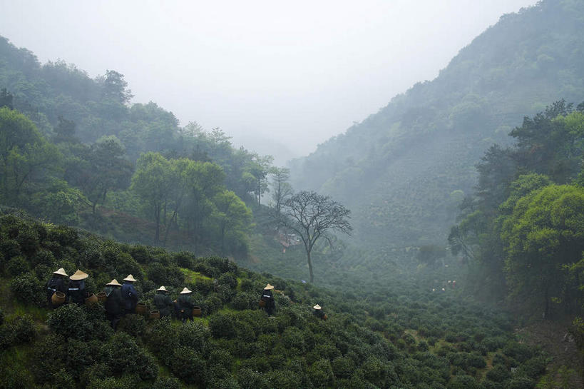 东方人,农田,走,横图,俯视,室外,白天,旅游,度假,幸福,庄稼,农作物,美景,森林,山,山脉,树林,植物,雾,茶,帽子,中国,亚洲,行人,服装,朦胧,模糊,景观,山峰,茶叶,山峦,许多人,休闲装,黄种人,娱乐,浙江,路人,斗笠,树,树木,浙江省,衣服,绿色,自然,群山,一群人,享受,休闲,温馨,休闲服,遮阳,景色,放松,乐趣,服饰,生长,成长,杭州,龙井村,迷雾,提神,舒适,自然风光,醒脑,东亚,杭州市,中华人民共和国,华东地区,省会,浙,笠帽,过客,西湖区,男人,男性,年轻男性,年轻女性,女人,女性,亚洲人,大雾,步行,散步,走路,彩图,高角度拍摄,全身,耕地,庄稼田,编结帽,箬笠,蔽雨