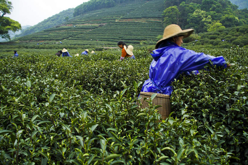 东方人,农民,站,交叉,横图,室外,白天,侧面,旅游,度假,幸福,美景,山,树林,植物,茶,竹子,帽子,中国,亚洲,许多,握,阴影,竹制,编织,光线,草帽,篮子,影子,景观,山峰,茶叶,山峦,很多,许多人,拿,拿着,注视,黄种人,娱乐,茶园,浙江,树,树木,浙江省,绿色,天空,阳光,自然,竹篮,天,采,观察,看,摘,站着,一群人,享受,休闲,温馨,景色,放松,乐趣,握着,生长,成长,观看,杭州,竹条,交织,察看,提神,舒适,竹制品,关注,自然风光,醒脑,茶场,斗篷,东亚,防水,雨披,杭州市,中华人民共和国,华东地区,省会,浙,穿插,户外用品,西湖区,男人,男性,年轻男性,年轻女性,女人,女性,亚洲人,佃农,农场主,农夫,农工,乡下人,小农,庄稼人,站立,彩图,全身,遮雨,梅家坞村