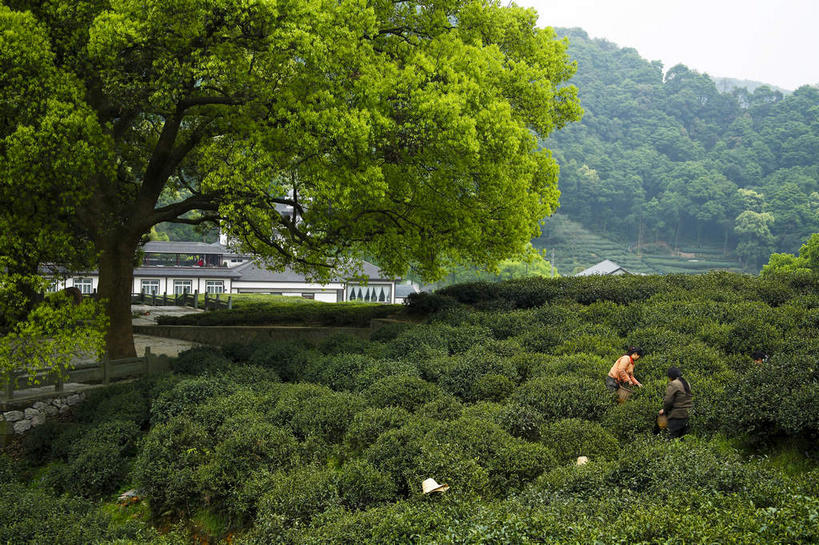无人,横图,室外,白天,正面,旅游,度假,草地,草坪,美景,植物,中国,亚洲,阴影,光线,影子,景观,娱乐,茶园,浙江,草,树,树木,浙江省,绿色,天空,阳光,自然,天,享受,休闲,景色,放松,生长,成长,杭州,自然风光,茶场,东亚,杭州市,中华人民共和国,华东地区,省会,浙,西湖区,彩图,梅家坞村