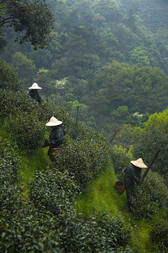 东方人,背,三个人,农民,站,交叉,竖图,俯视,室外,白天,旅游,度假,幸福,美景,森林,树林,植物,雾,茶,竹子,帽子,中国,亚洲,竹制,服装,朦胧,模糊,编织,草帽,篮子,景观,茶叶,休闲装,黄种人,娱乐,浙江,树,树木,浙江省,三个,衣服,绿色,自然,竹篮,背着,采,摘,站着,享受,休闲,温馨,休闲服,景色,放松,乐趣,服饰,生长,成长,杭州,龙井村,竹条,交织,迷雾,提神,舒适,竹制品,自然风光,醒脑,东亚,杭州市,中华人民共和国,华东地区,省会,浙,三顶,背负,穿插,西湖区,男人,男性,年轻男性,年轻女性,女人,女性,亚洲人,大雾,佃农,农场主,农夫,农工,乡下人,小农,庄稼人,站立,彩图,高角度拍摄,全身