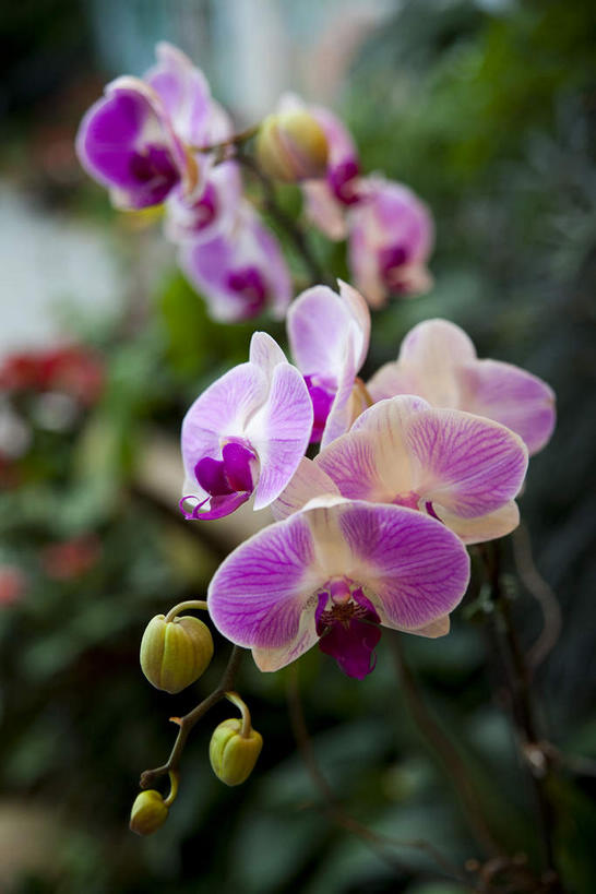 无人,竖图,室外,特写,白天,正面,度假,美景,城市风光,城市,蝴蝶兰,叶子,香港,中国,亚洲,朦胧,模糊,盛开,景观,绿叶,花蕾,娱乐,花,花瓣,花朵,鲜花,粉色,花苞,花蕊,享受,休闲,嫩叶,景色,放松,港,东亚,香港岛,香港特别行政区,港澳台,中华人民共和国,蝶兰,兰中皇后,港岛,香港公园,红棉路,兰花,叶,叶片,彩图,兰花之后,台湾蝴蝶兰