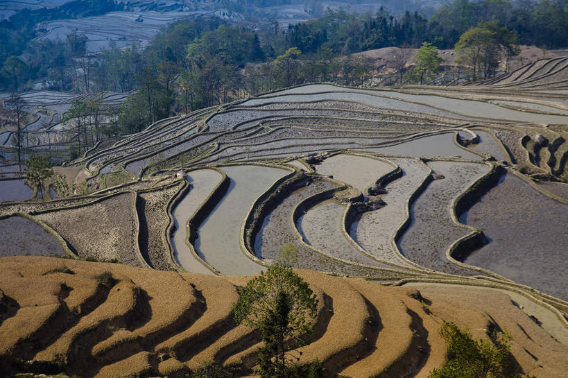 无人,农田,横图,俯视,室外,白天,旅游,度假,农业,庄稼,梯田,农作物,美景,树林,植物,雾,中国,亚洲,朦胧,模糊,曲折,弯曲,稻田,景观,娱乐,云南,树,树木,绿色,自然,享受,休闲,景色,放松,蜿蜒,生长,成长,迷雾,自然风光,东亚,元阳,云南省,中华人民共和国,西南地区,滇,红河,红河州,红河哈尼族彝族自治州,哀牢山,元阳梯田,元阳县,大雾,彩图,高角度拍摄,耕地,庄稼田,元阳哈尼族梯田