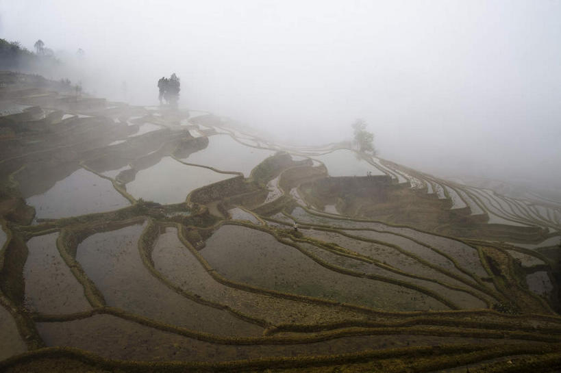无人,农田,横图,俯视,室外,白天,旅游,度假,农业,庄稼,梯田,农作物,美景,植物,雾,中国,亚洲,朦胧,模糊,曲折,弯曲,稻田,景观,娱乐,云南,树,树木,绿色,自然,享受,休闲,景色,放松,蜿蜒,生长,成长,迷雾,自然风光,东亚,元阳,云南省,中华人民共和国,西南地区,滇,红河,红河州,红河哈尼族彝族自治州,哀牢山,元阳梯田,元阳县,大雾,彩图,高角度拍摄,耕地,庄稼田,元阳哈尼族梯田