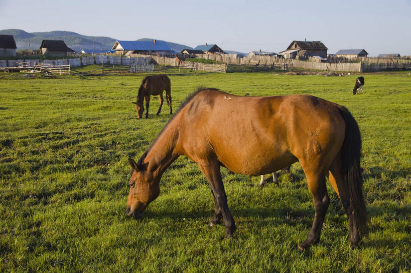 无人,家,站,吃,横图,室外,白天,正面,旅游,度假,草地,草原,美景,山,山脉,植物,马,野生动物,中国,亚洲,阴影,光线,影子,房屋,屋子,景观,旷野,山峰,褐色,山峦,注视,娱乐,楼房,住宅,草,蓝色,绿色,蓝天,天空,阳光,自然,动物,群山,天,低头,观察,看,站着,享受,休闲,景色,放松,蒙,运输,牲畜,晴朗,观看,察看,关注,自然风光,原野,三匹,东亚,内蒙古,万里无云,中华人民共和国,华北地区,垂头,内蒙古自治区,呼伦贝尔,呼伦贝尔市,晴空,晴空万里,嚼,食,站立,彩图,全身,房子,额尔古纳,额尔古纳市