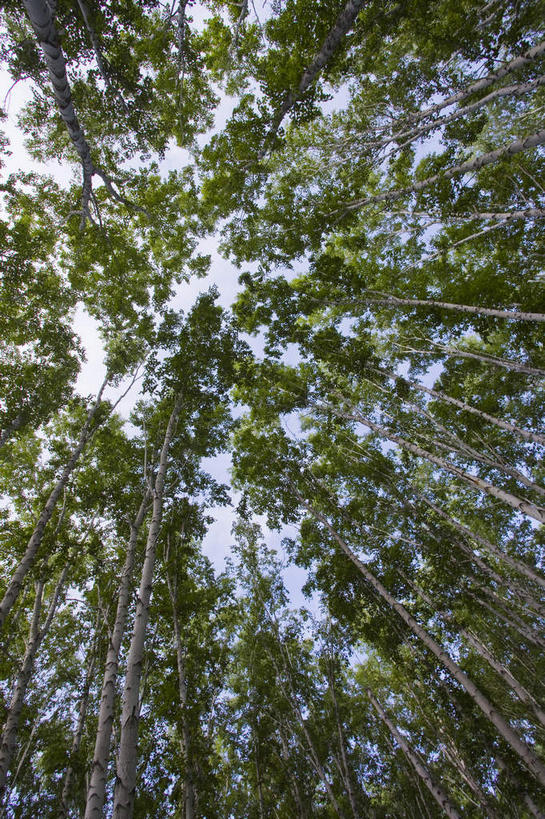 无人,竖图,室外,白天,仰视,旅游,度假,美景,森林,树林,植物,中国,亚洲,阴影,光线,影子,景观,娱乐,树,树木,蓝色,绿色,蓝天,天空,阳光,自然,天,享受,休闲,景色,放松,蒙,生长,晴朗,成长,自然风光,东亚,内蒙古,万里无云,中华人民共和国,华北地区,内蒙古自治区,呼伦贝尔,呼伦贝尔市,晴空,晴空万里,彩图,低角度拍摄