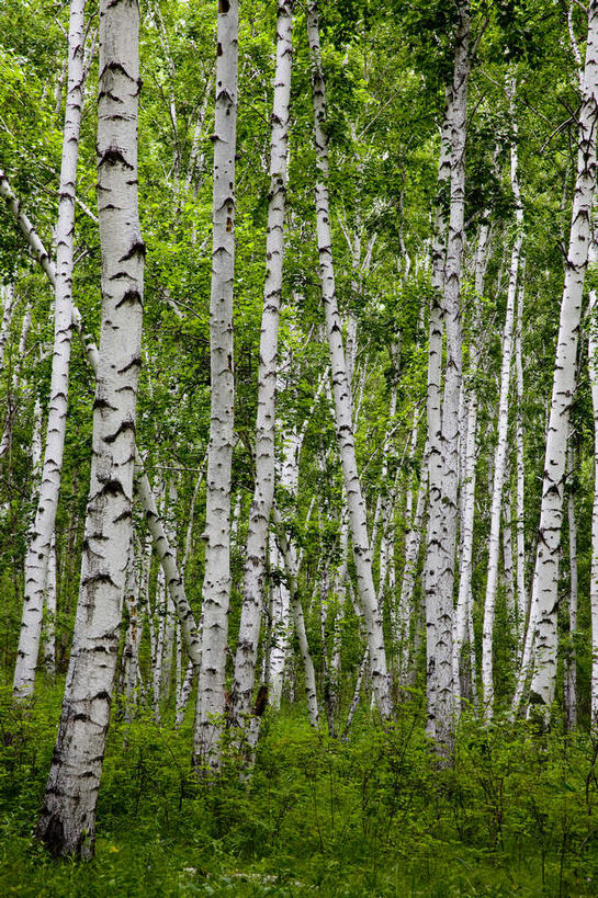 无人,竖图,室外,白天,正面,旅游,度假,草地,草坪,美景,树林,植物,中国,亚洲,阴影,光线,影子,景观,娱乐,草,树,树木,绿色,阳光,自然,享受,休闲,景色,放松,蒙,白桦,生长,成长,自然风光,东亚,内蒙古,中华人民共和国,华北地区,内蒙古自治区,呼伦贝尔,呼伦贝尔市,桦树,桦皮树,桦木,彩图