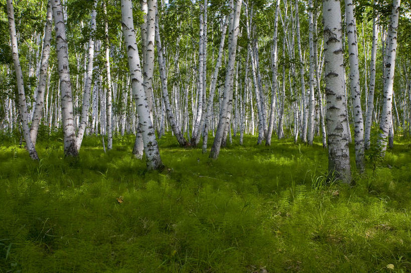 无人,横图,室外,白天,正面,旅游,度假,草地,草坪,美景,树林,植物,中国,亚洲,阴影,光线,影子,景观,枝条,娱乐,草,树,树木,树枝,绿色,阳光,自然,享受,休闲,景色,放松,蒙,生长,成长,自然风光,东亚,内蒙古,中华人民共和国,华北地区,内蒙古自治区,呼伦贝尔,呼伦贝尔市,虬枝,枝杈,彩图
