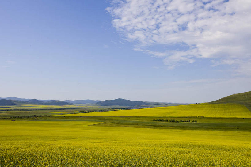 无人,农田,横图,室外,白天,正面,旅游,度假,庄稼,农作物,花海,花圃,美景,山,山脉,植物,叶子,中国,亚洲,阴影,盛开,光线,影子,景观,山峰,云,云朵,山峦,花蕾,云彩,娱乐,花,花瓣,花朵,花卉,鲜花,蓝色,绿色,白云,蓝天,天空,阳光,自然,花丛,花束,花田,群山,天,花苞,花蕊,油菜花,享受,休闲,景色,放松,蒙,晴朗,自然风光,东亚,内蒙古,中华人民共和国,华北地区,内蒙古自治区,呼伦贝尔,呼伦贝尔市,晴空,彩图,耕地,庄稼田,油菜花田,芸苔,芸薹,额尔古纳,额尔古纳市