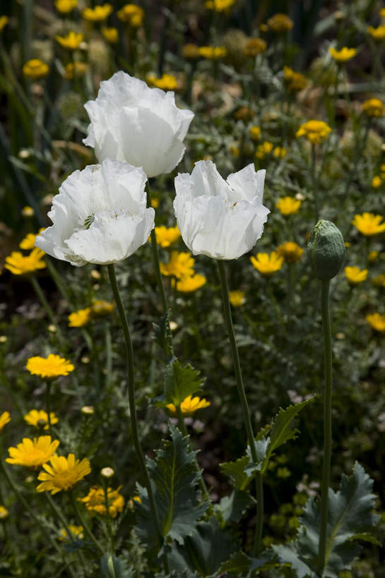 无人,竖图,俯视,室外,特写,白天,花海,花圃,美景,植物,叶子,中国,亚洲,阴影,朦胧,模糊,盛开,光线,影子,景观,花蕾,花,花瓣,花朵,花卉,鲜花,黄色,绿色,白色,阳光,自然,花丛,花束,花田,花苞,花蕊,景色,蒙,自然风光,东亚,内蒙古,中华人民共和国,华北地区,内蒙古自治区,呼伦贝尔,呼伦贝尔市,彩图,高角度拍摄,额尔古纳,额尔古纳市