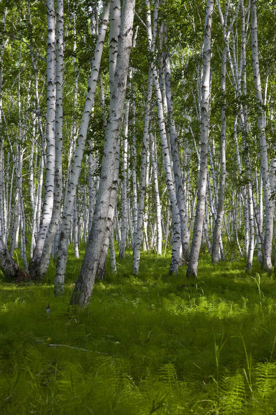 无人,竖图,室外,白天,正面,旅游,度假,草地,草坪,美景,树林,植物,中国,亚洲,阴影,光线,影子,景观,枝条,娱乐,草,树,树木,树枝,绿色,阳光,自然,享受,休闲,景色,放松,蒙,生长,成长,自然风光,东亚,内蒙古,中华人民共和国,华北地区,内蒙古自治区,呼伦贝尔,呼伦贝尔市,虬枝,枝杈,彩图