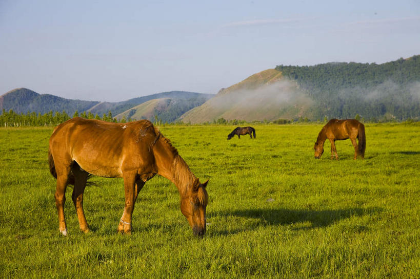 无人,站,吃,横图,室外,白天,侧面,旅游,度假,草地,草原,美景,山,山脉,植物,马,野生动物,中国,亚洲,阴影,光线,影子,景观,旷野,山峰,褐色,山峦,注视,娱乐,草,蓝色,绿色,蓝天,天空,阳光,自然,动物,群山,天,低头,观察,看,站着,享受,休闲,景色,放松,蒙,运输,牲畜,晴朗,观看,察看,关注,自然风光,原野,三匹,东亚,内蒙古,万里无云,中华人民共和国,华北地区,垂头,内蒙古自治区,呼伦贝尔,呼伦贝尔市,晴空,晴空万里,嚼,食,站立,彩图,全身,额尔古纳,额尔古纳市