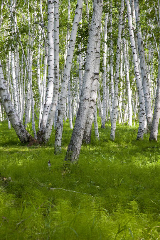 无人,竖图,室外,白天,正面,旅游,度假,草地,草坪,美景,树林,植物,中国,亚洲,阴影,光线,影子,景观,枝条,娱乐,草,树,树木,树枝,绿色,阳光,自然,享受,休闲,景色,放松,蒙,生长,成长,自然风光,东亚,内蒙古,中华人民共和国,华北地区,内蒙古自治区,呼伦贝尔,呼伦贝尔市,虬枝,枝杈,彩图