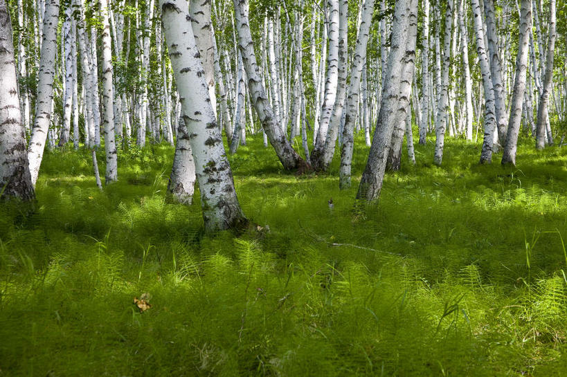 无人,横图,室外,白天,正面,旅游,度假,草地,草坪,美景,植物,中国,亚洲,阴影,光线,影子,景观,树桩,娱乐,草,树,树干,树木,绿色,阳光,自然,享受,休闲,木桩,景色,放松,蒙,生长,成长,自然风光,东亚,内蒙古,中华人民共和国,华北地区,内蒙古自治区,呼伦贝尔,呼伦贝尔市,彩图