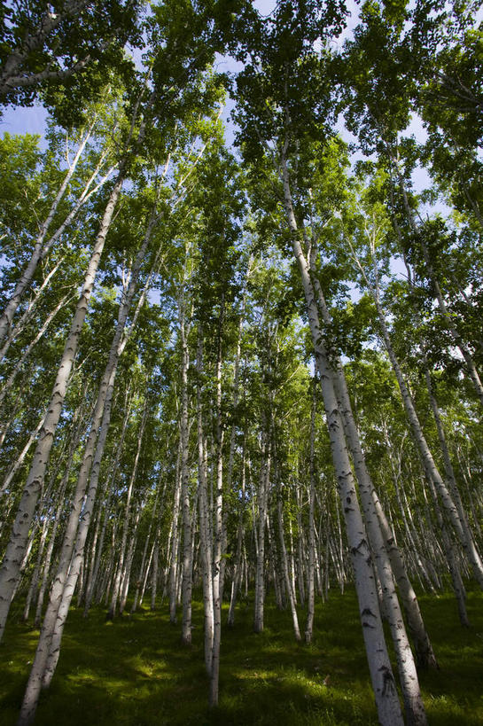 无人,竖图,室外,白天,仰视,美景,森林,树林,植物,中国,亚洲,阴影,光线,影子,景观,树桩,树,树干,树木,绿色,阳光,自然,木桩,景色,蒙,生长,成长,自然风光,东亚,内蒙古,中华人民共和国,华北地区,内蒙古自治区,呼伦贝尔,呼伦贝尔市,彩图,低角度拍摄