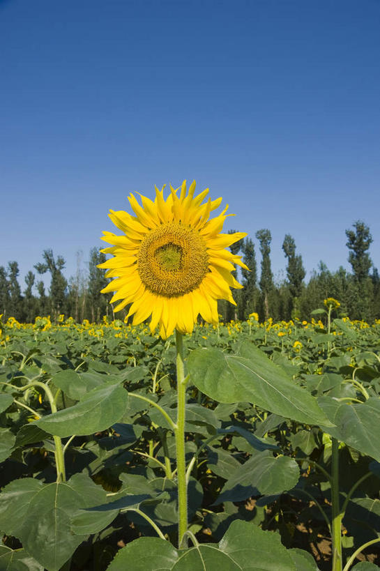 无人,农田,竖图,室外,白天,正面,爱情,幸福,庄稼,农作物,花海,花圃,美景,太阳,植物,向日葵,叶子,阴影,盛开,光线,影子,景观,绿叶,花蕾,花,花瓣,花朵,花卉,鲜花,树,树木,蓝色,绿色,蓝天,天空,阳光,自然,花丛,花束,花田,天,花苞,花蕊,嫩叶,景色,生长,晴朗,成长,自然风光,光辉,沉默,忠诚,万里无云,勇敢,投缘,爱慕,高傲,朝阳花,葵花,望日莲,向阳花,转日莲,叶,叶片,晴空,晴空万里,彩图,耕地,庄稼田,向日葵田