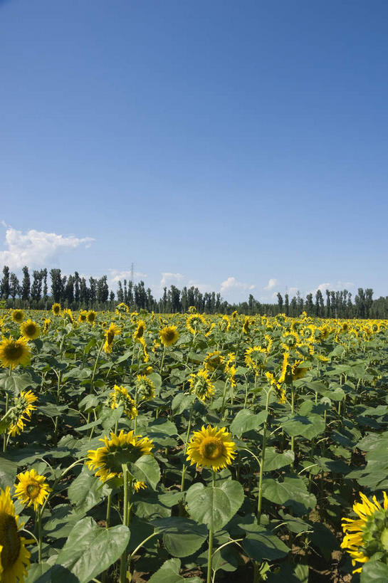 无人,农田,竖图,室外,白天,正面,爱情,旅游,度假,幸福,庄稼,农作物,花海,花圃,美景,太阳,植物,向日葵,叶子,阴影,盛开,光线,影子,景观,云,云朵,绿叶,花蕾,云彩,娱乐,花,花瓣,花朵,花卉,鲜花,蓝色,绿色,白云,蓝天,天空,阳光,自然,花丛,花束,花田,天,花苞,花蕊,享受,休闲,嫩叶,景色,放松,晴朗,自然风光,光辉,沉默,忠诚,勇敢,投缘,爱慕,高傲,朝阳花,葵花,望日莲,向阳花,转日莲,叶,叶片,晴空,彩图,耕地,庄稼田,向日葵田