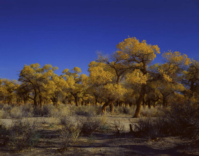 无人,横图,室外,白天,正面,旅游,度假,美景,秋季,森林,沙漠,树林,植物,中国,亚洲,阴影,光线,影子,景观,娱乐,树,树木,黄色,蓝色,绿色,蓝天,天空,阳光,自然,天,享受,休闲,景色,放松,蒙,生长,晴朗,成长,杨树,自然风光,东亚,内蒙古,胡杨,万里无云,中华人民共和国,华北地区,内蒙古自治区,阿拉善,阿拉善盟,大漠,砂漠,晴空,晴空万里,秋,秋天,彩图,额济纳,额济纳旗