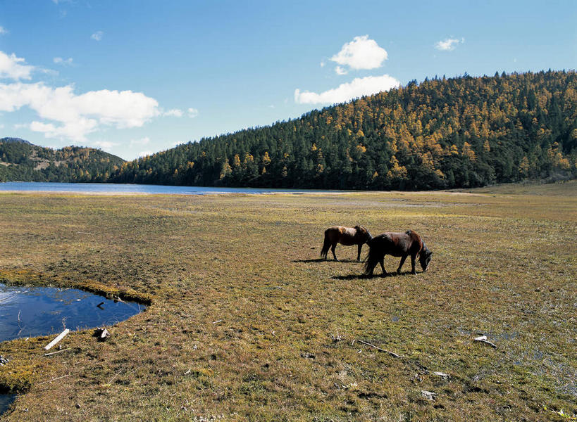 无人,站,横图,室外,白天,侧面,旅游,度假,湖,湖泊,美景,森林,山,山脉,树林,水,植物,马,野生动物,香格里拉,中国,亚洲,阴影,枯萎,光线,影子,湖面,景观,山峰,水流,水面,云,云朵,枯草,山峦,云彩,注视,娱乐,迪庆,云南,草,树,树木,黄色,蓝色,绿色,白云,蓝天,天空,阳光,自然,动物,湖水,群山,天,低头,观察,看,站着,享受,休闲,景色,放松,运输,牲畜,生长,晴朗,成长,观看,察看,两匹,关注,自然风光,东亚,中甸,迪庆藏族自治州,云南省,中华人民共和国,西南地区,垂头,滇,迪庆州,香格里拉县,晴空,站立,彩图,全身,碧塔海自然保护区