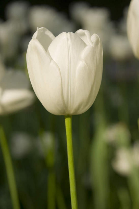 无人,竖图,室外,特写,白天,正面,爱情,美景,郁金香,叶子,北京,中国,亚洲,阴影,朦胧,模糊,盛开,光线,影子,景观,绿叶,首都,祝福,花蕾,花,花瓣,花朵,鲜花,白色,阳光,自然,花苞,花蕊,嫩叶,景色,表白,自然风光,荣誉,东亚,中华人民共和国,北京市,京,北平,华北地区,中山公园,永恒,北京中山公园,叶,叶片,郁香,洋荷花,草麝香,彩图