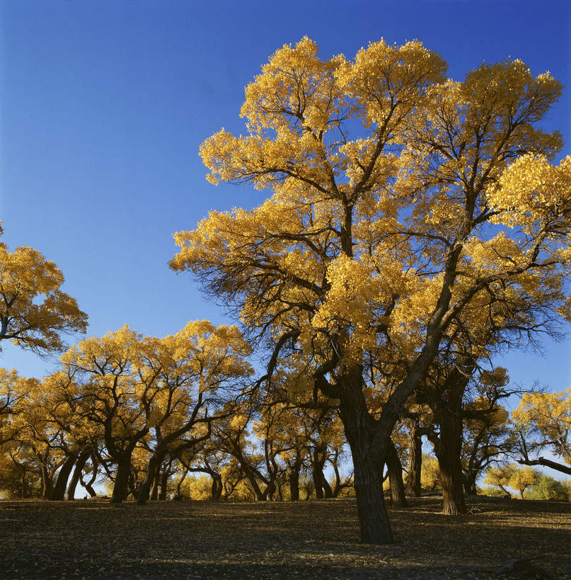 无人,竖图,室外,白天,仰视,旅游,度假,美景,森林,沙漠,树林,植物,中国,亚洲,阴影,光线,影子,景观,娱乐,树,树木,黄色,蓝色,绿色,蓝天,天空,阳光,自然,天,享受,休闲,景色,放松,蒙,生长,晴朗,成长,杨树,自然风光,东亚,内蒙古,胡杨,万里无云,中华人民共和国,华北地区,内蒙古自治区,阿拉善,阿拉善盟,大漠,砂漠,晴空,晴空万里,彩图,低角度拍摄,额济纳,额济纳旗,额济纳胡杨林