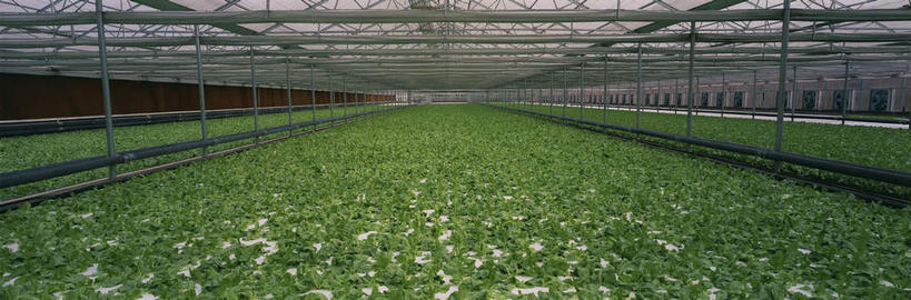 无人,横图,室外,白天,正面,天花板,蔬菜,叶子,许多,新鲜,柱子,墙,食品,绿叶,很多,温室,墙壁,墙面,食物,嫩叶,有机食品,绿色食品,设施,暖房,防寒,加温,透光,保温,叶,叶片,彩图,无土培育,无土栽培,无土栽培技术