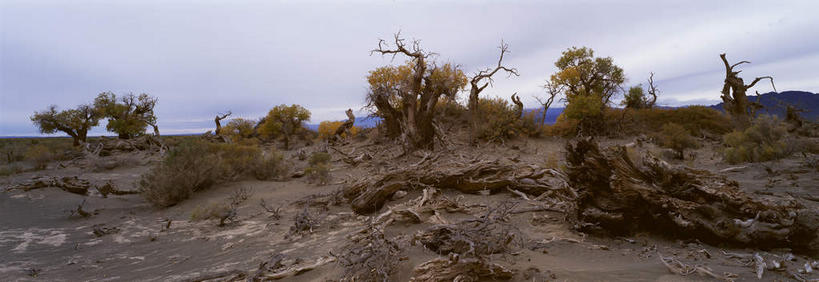 无人,横图,室外,白天,正面,旅游,度假,美景,沙漠,植物,中国,亚洲,景观,乌云,云,阴天,云朵,树桩,云彩,娱乐,树,树干,树木,绿色,天空,自然,天,享受,休闲,木桩,景色,放松,生长,成长,杨树,昏暗,阴沉,自然风光,东亚,新疆,胡杨,轮台县,中华人民共和国,新疆维吾尔自治区,西北地区,巴音郭楞,巴音郭楞蒙古自治州,大漠,砂漠,彩图,新