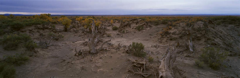 无人,横图,全景,室外,白天,正面,旅游,度假,美景,沙漠,天际线,植物,中国,亚洲,地平线,景观,乌云,云,阴天,云朵,辽阔,树桩,地面,云彩,娱乐,树,树干,树木,绿色,天空,自然,天,享受,休闲,广阔,木桩,景色,放松,生长,成长,一望无际,杨树,昏暗,阴沉,自然风光,延伸,东亚,新疆,胡杨,轮台县,中华人民共和国,天地相交,新疆维吾尔自治区,西北地区,巴音郭楞,巴音郭楞蒙古自治州,无边无际,一马平川,大漠,砂漠,彩图,新