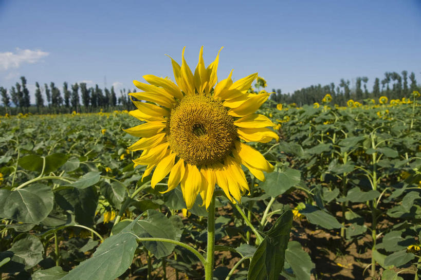 无人,农田,横图,室外,白天,正面,爱情,旅游,度假,幸福,庄稼,农作物,花海,花圃,美景,太阳,植物,向日葵,叶子,阴影,盛开,光线,影子,景观,绿叶,花蕾,娱乐,花,花瓣,花朵,花卉,鲜花,树,树木,蓝色,绿色,蓝天,天空,阳光,自然,花丛,花束,花田,天,花苞,花蕊,享受,休闲,嫩叶,景色,放松,生长,晴朗,成长,自然风光,光辉,沉默,忠诚,万里无云,勇敢,投缘,爱慕,高傲,朝阳花,葵花,望日莲,向阳花,转日莲,叶,叶片,晴空,晴空万里,彩图,耕地,庄稼田,向日葵田