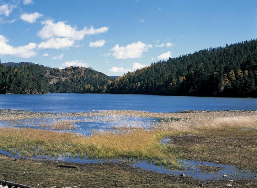 无人,横图,室外,白天,正面,旅游,度假,湖,湖泊,美景,森林,山,山脉,树林,水,植物,香格里拉,中国,亚洲,阴影,枯萎,光线,影子,湖面,景观,山峰,水流,水面,云,云朵,枯草,山峦,云彩,娱乐,迪庆,云南,草,树,树木,黄色,蓝色,绿色,白云,蓝天,天空,阳光,自然,湖水,群山,天,享受,休闲,景色,放松,生长,晴朗,成长,自然风光,东亚,中甸,迪庆藏族自治州,云南省,中华人民共和国,西南地区,滇,迪庆州,香格里拉县,晴空,彩图,碧塔海自然保护区