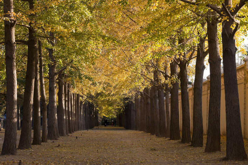 无人,横图,室外,白天,正面,消失点,旅游,度假,美景,秋季,道路,路,公路,银杏树,叶子,北京,中国,亚洲,一排,许多,整齐,景观,枯叶,落叶,交通,首都,很多,娱乐,排列,黄色,自然,享受,休闲,景色,放松,队列,自然风光,东亚,海淀区,中华人民共和国,北京市,京,北平,华北地区,鸭脚树,叶,叶片,秋,秋天,马路,银杏,公孙树,白果,彩图,没影点,灭点,钓鱼台,钓鱼台国宾馆,玉渊潭,玉渊潭公园