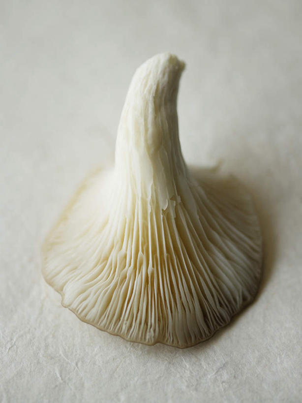 无人,竖图,俯视,室内,特写,白天,桌面,桌子,蔬菜,新鲜,木制,菌菇,食品,菌类,平菇,食物,一个,木制品,食用菌,摄影,有机食品,绿色食品,影棚,单个,糙皮侧耳,侧耳,黑牡丹菇,彩图,高角度拍摄,影棚拍摄,拍摄