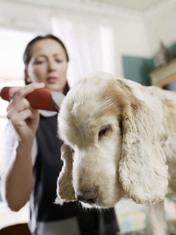 西方人,一个人,商店,站,竖图,室内,白天,仰视,窗户,宠物,狗,欧洲,欧洲人,仅一个女性,仅一个人,握,服装,剃须刀,墙,拿,拿着,注视,休闲装,贵宾犬,商铺,玻璃窗,墙壁,墙面,一只,衣服,白色,动物,观察,看,清洁,站着,仅一个中年女性,休闲,休闲服,可爱,护理,握着,服饰,观看,刮胡刀,察看,家电,家用电器,关注,剃须,贵妇犬,电动剃须刀,宠物店,忠诚,玩具贵宾犬,仪容,市肆,商号,仪表,女人,女性,中年女性,白种人,犬,站立,半身,彩图,低角度拍摄,店铺,小家电