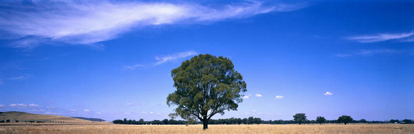 无人,横图,全景,室外,白天,正面,旅游,度假,草地,草原,草坪,美景,树林,植物,澳大利亚,阴影,枯萎,光线,影子,荒野,景观,旷野,云,云朵,热带,首都,云彩,娱乐,草,树,树木,蓝色,绿色,白云,蓝天,天空,阳光,自然,天,享受,休闲,景色,放松,生长,晴朗,成长,死亡,自然风光,原野,大洋洲,荒原,澳洲,堪培拉,南方大陆,澳大利亚联邦,枯败,晴空,彩图