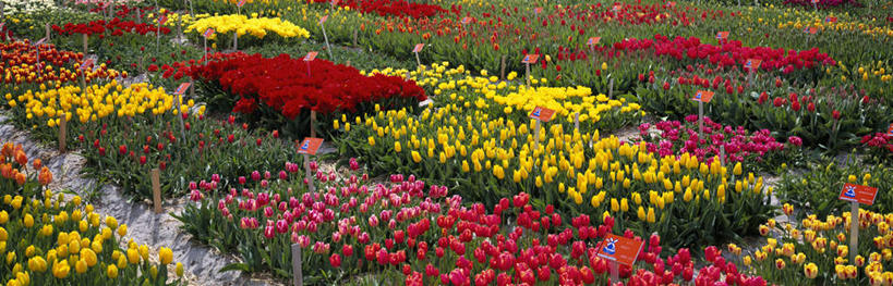 无人,横图,全景,俯视,室外,白天,爱情,旅游,度假,花海,花圃,美景,植物,郁金香,叶子,欧洲,荷兰,盛开,景观,首都,祝福,花蕾,娱乐,花,花瓣,花朵,花卉,鲜花,绿色,自然,花丛,花束,花田,花苞,花蕊,享受,休闲,景色,放松,表白,西欧,自然风光,荣誉,阿姆斯特丹,永恒,荷兰王国,尼德兰王国,阿克马,郁香,洋荷花,草麝香,彩图,高角度拍摄