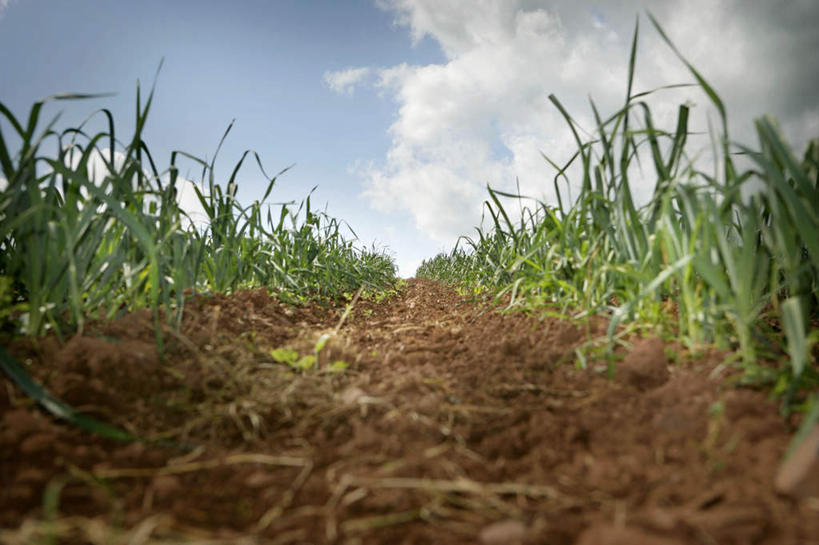 无人,农田,横图,室外,白天,正面,庄稼,农作物,美景,蔬菜,英国,欧洲,新鲜,景观,泥土,土壤,云,云朵,韭菜,食品,云彩,食物,蓝色,白云,蓝天,天空,自然,天,景色,有机食品,绿色食品,晴朗,西欧,自然风光,大不列颠,起阳草,大不列颠及北爱尔兰联合王国,韭,山韭,长生韭,大不列颠联合王国,日不落英帝国,德文郡,晴空,彩图,耕地,庄稼田