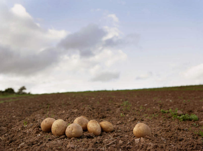 无人,农田,横图,室外,白天,正面,庄稼,农作物,美景,蔬菜,土豆,英国,欧洲,一堆,许多,堆叠,堆积,新鲜,景观,泥土,土壤,云,云朵,食品,很多,云彩,食物,蓝色,白云,蓝天,天空,自然,天,景色,有机食品,绿色食品,晴朗,堆,西欧,自然风光,大不列颠,大不列颠及北爱尔兰联合王国,大不列颠联合王国,日不落英帝国,德文郡,晴空,芋艿,洋芋,山药蛋,马铃薯,彩图,耕地,庄稼田