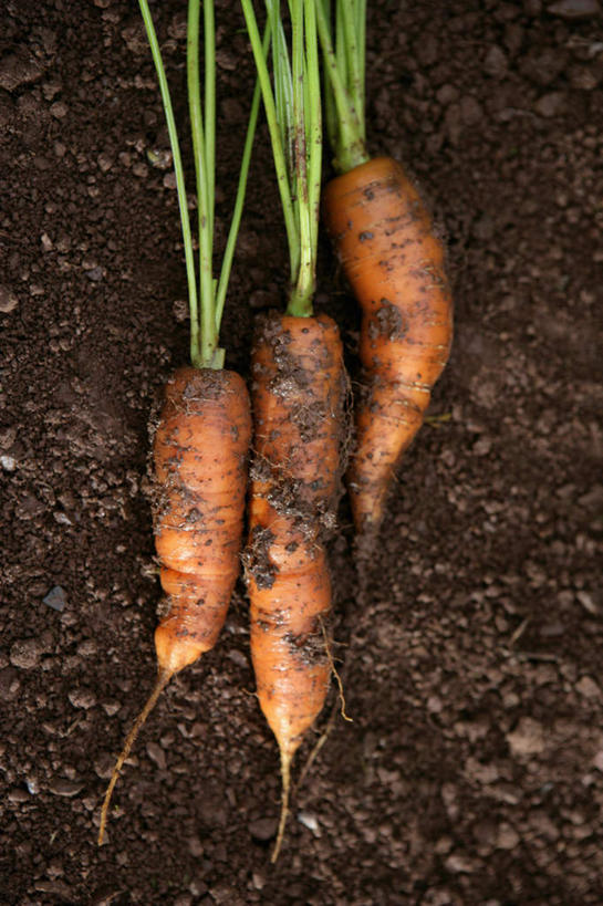 无人,农田,竖图,俯视,室外,特写,白天,庄稼,农作物,萝卜,胡萝卜,蔬菜,新鲜,泥土,土壤,食品,食物,有机食品,绿色食品,红萝卜,甘荀,彩图,高角度拍摄,耕地,庄稼田