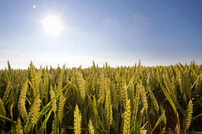 无人,农田,横图,室外,白天,正面,旅游,度假,农业,庄稼,农作物,小麦,美景,英国,欧洲,阴影,丰收,光线,影子,稻田,地平线,景观,辽阔,谷物,地面,娱乐,英格兰,蓝色,蓝天,天空,阳光,自然,天,享受,休闲,广阔,景色,放松,麦子,收获,晴朗,一望无际,西欧,自然风光,延伸,大不列颠,大不列颠及北爱尔兰联合王国,万里无云,天地相交,大不列颠联合王国,日不落英帝国,无边无际,一马平川,英吉利,萨默塞特郡,萨默塞特,晴空,晴空万里,彩图,耕地,庄稼田