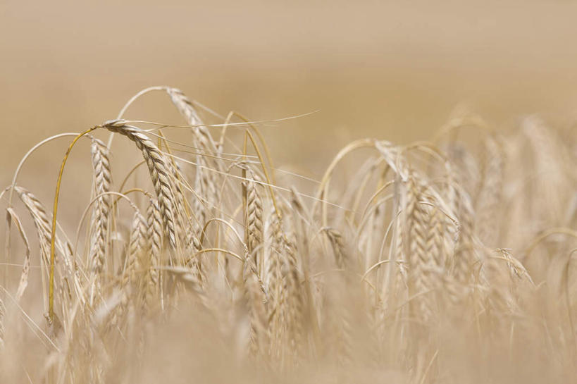 无人,农田,横图,室外,特写,白天,正面,旅游,度假,庄稼,农作物,小麦,美景,英国,欧洲,朦胧,模糊,景观,谷物,麦田,娱乐,英格兰,自然,享受,休闲,景色,放松,麦子,西欧,自然风光,大不列颠,大不列颠及北爱尔兰联合王国,大不列颠联合王国,日不落英帝国,英吉利,威尔特郡,彩图,耕地,庄稼田