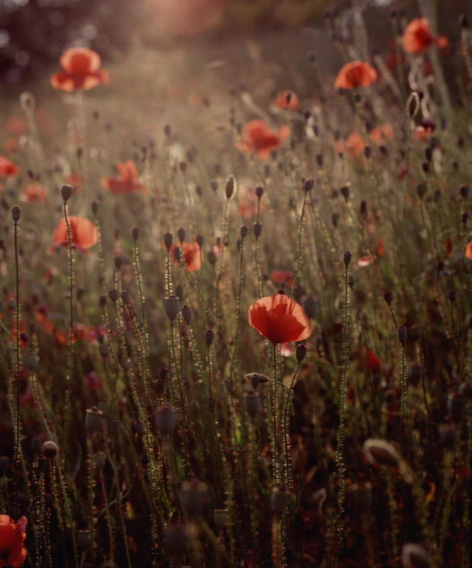无人,竖图,室外,特写,白天,正面,旅游,度假,花海,花圃,美景,植物,罂粟,叶子,意大利,欧洲,阴影,朦胧,模糊,盛开,光线,影子,景观,草药,花蕾,娱乐,中药,花,花瓣,花朵,花卉,鲜花,红色,绿色,阳光,自然,花丛,花束,花田,花苞,花蕊,享受,休闲,景色,放松,毒品,南欧,自然风光,药材,中草药,中药材,本草,意大利共和国,止痛,镇静,安眠,红罂粟,翁布里亚,翁布里亚大区,罂粟花,彩图