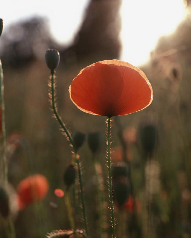 无人,竖图,室外,特写,白天,正面,旅游,度假,花海,花圃,美景,植物,罂粟,叶子,意大利,欧洲,阴影,朦胧,模糊,盛开,光线,影子,景观,草药,花蕾,娱乐,中药,花,花瓣,花朵,花卉,鲜花,红色,绿色,阳光,自然,花丛,花束,花田,花苞,花蕊,享受,休闲,景色,放松,毒品,南欧,自然风光,药材,中草药,中药材,本草,意大利共和国,止痛,镇静,安眠,红罂粟,翁布里亚,翁布里亚大区,罂粟花,彩图