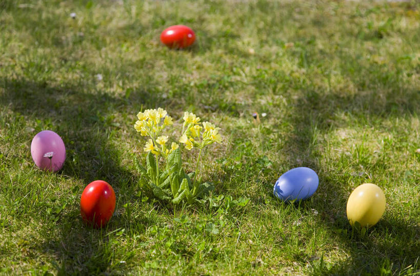 无人,横图,俯视,室外,特写,白天,草地,草坪,植物,复活节,阴影,节日,庆祝,盛开,光线,影子,蛋,花蕾,文化,草,花,花瓣,花朵,鲜花,粉色,黄色,红色,蓝色,绿色,阳光,花苞,花蕊,庆典,纪念,彩蛋,复活节彩蛋,五颗,彩图,高角度拍摄