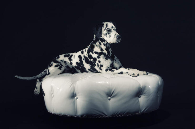 无人,躺,横图,室内,白天,侧面,宠物,狗,黑色背景,斑点狗,大麦町犬,注视,一只,白色,黑色,动物,观察,看,可爱,摄影,影棚,观看,察看,关注,忠诚,斑点犬,卧着,犬,躺着,卧,彩图,全身,影棚拍摄,拍摄