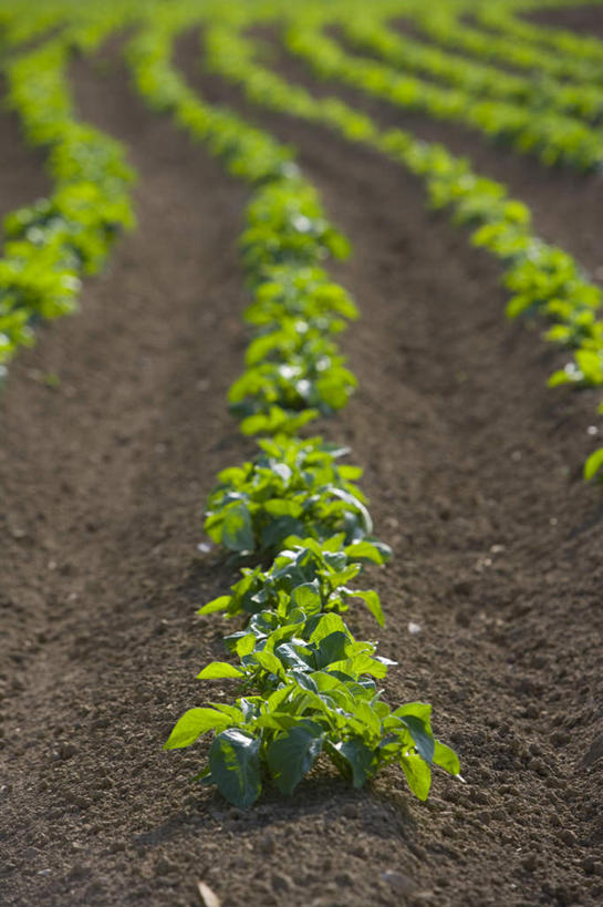无人,农田,竖图,俯视,室外,白天,旅游,度假,庄稼,农作物,美景,蔬菜,土豆,叶子,英国,欧洲,一排,朦胧,模糊,新鲜,整齐,并列,并排,景观,泥土,土壤,食品,绿叶,娱乐,食物,排列,自然,享受,休闲,嫩叶,景色,放松,有机食品,绿色食品,西欧,队列,自然风光,大不列颠,平行,多塞特郡,大不列颠及北爱尔兰联合王国,馍馍蛋,大不列颠联合王国,日不落英帝国,多塞特,叶,叶片,洋芋,山药蛋,马铃薯,彩图,高角度拍摄,耕地,庄稼田