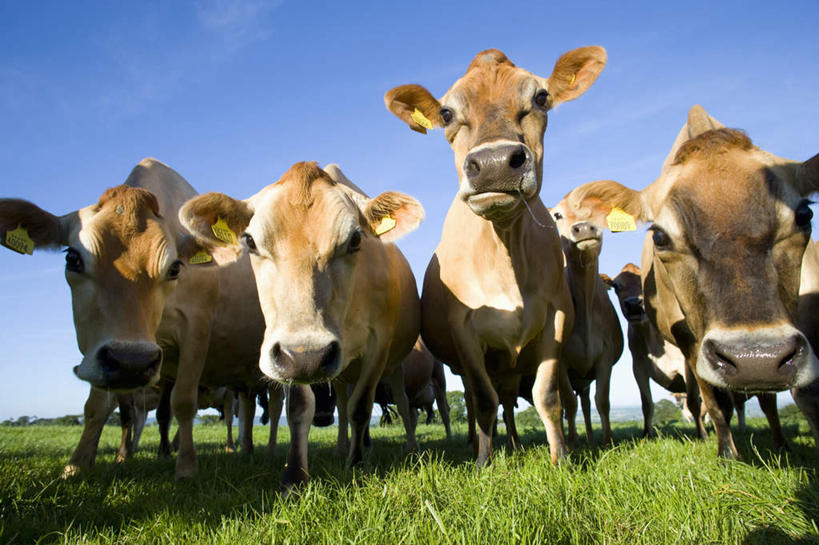 无人,站,横图,室外,白天,仰视,旅游,度假,草地,草坪,美景,植物,牛,英国,欧洲,一群,许多,阴影,花纹,光线,影子,景观,云,云朵,乳牛,很多,云彩,注视,娱乐,草,蓝色,绿色,白云,蓝天,天空,阳光,自然,动物,天,观察,看,站着,享受,休闲,家畜,景色,放松,牲畜,晴朗,观看,察看,西欧,关注,自然风光,斑纹,大不列颠,多塞特郡,大不列颠及北爱尔兰联合王国,大不列颠联合王国,日不落英帝国,多塞特,娟姗牛,泽西牛,晴空,奶牛,站立,半身,彩图,低角度拍摄