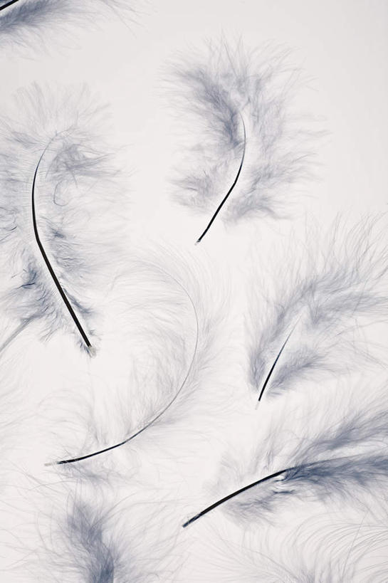 无人,竖图,俯视,室内,特写,白天,白色背景,静物,羽毛,轻盈,柔软,摄影,影棚,轻柔,彩图,高角度拍摄,影棚拍摄,拍摄