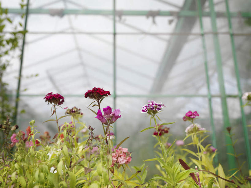 无人,横图,室内,白天,仰视,植物,盛开,花蕾,温室,花,花瓣,花朵,鲜花,绿色,自然,花苞,花蕊,设施,生长,成长,暖房,防寒,加温,透光,保温,彩图,低角度拍摄