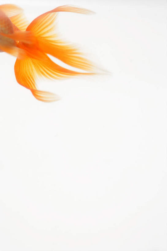游泳,无人,竖图,俯视,室内,白天,白色背景,一条,金鱼,鱼,鱼类,红色,摄影,影棚,游动,观赏鱼,金鲫鱼,泅水,半身,彩图,高角度拍摄,影棚拍摄,拍摄