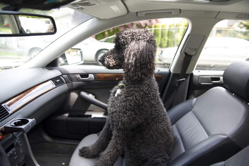 无人,栏杆,坐,横图,室内,白天,侧面,安全,窗户,镜子,汽车,宠物,狗,椅子,一辆,阴影,朦胧,模糊,反射,光线,影子,栅栏,篱笆,围栏,棕色,反光镜,交通,注视,贵宾犬,护栏,玻璃窗,车,一只,阳光,动物,交通工具,轿车,观察,看,可爱,观看,镜像,察看,生命,镜面,关注,载具,贵妇犬,忠诚,玩具贵宾犬,光学,凸面镜,犬,坐着,半身,彩图,广角镜